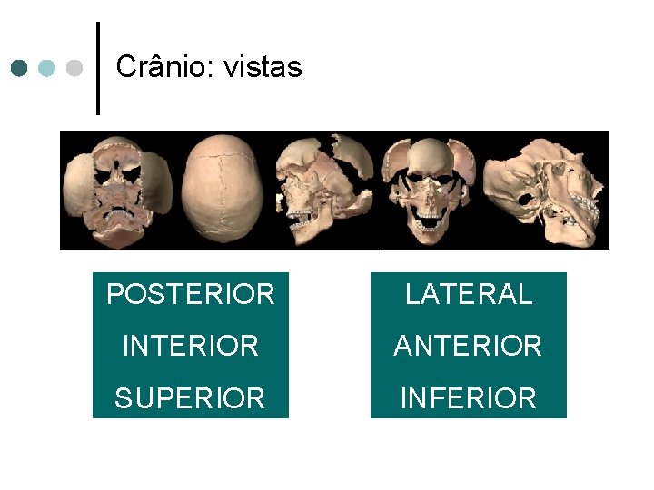 Crânio: vistas POSTERIOR LATERAL INTERIOR ANTERIOR SUPERIOR INFERIOR 