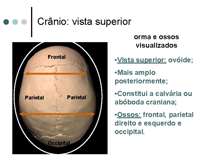 Crânio: vista superior orma e ossos visualizados Frontal • Vista superior: ovóide; • Mais