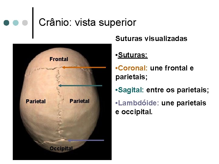 Crânio: vista superior Suturas visualizadas • Suturas: Frontal • Coronal: une frontal e parietais;