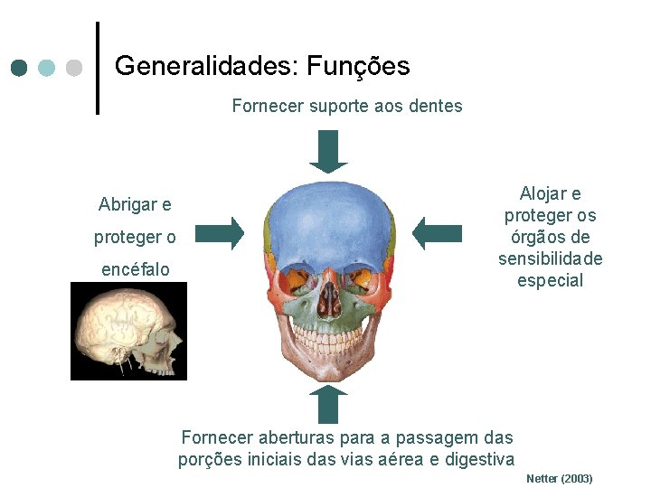 Generalidades: Funções Fornecer suporte aos dentes Abrigar e proteger o encéfalo Alojar e proteger