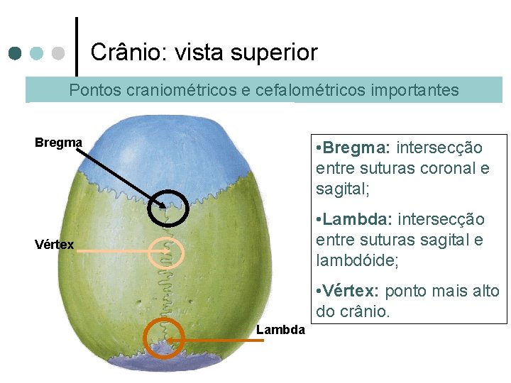 Crânio: vista superior Pontos craniométricos e cefalométricos importantes Bregma • Bregma: intersecção entre suturas