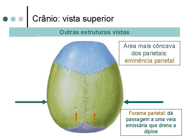 Crânio: vista superior Outras estruturas vistas Área mais côncava dos parietais: eminência parietal Forame