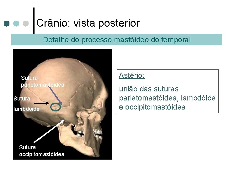 Crânio: vista posterior Detalhe do processo mastóideo do temporal Sutura parietomastóidea Sutura lambdóide Sutura