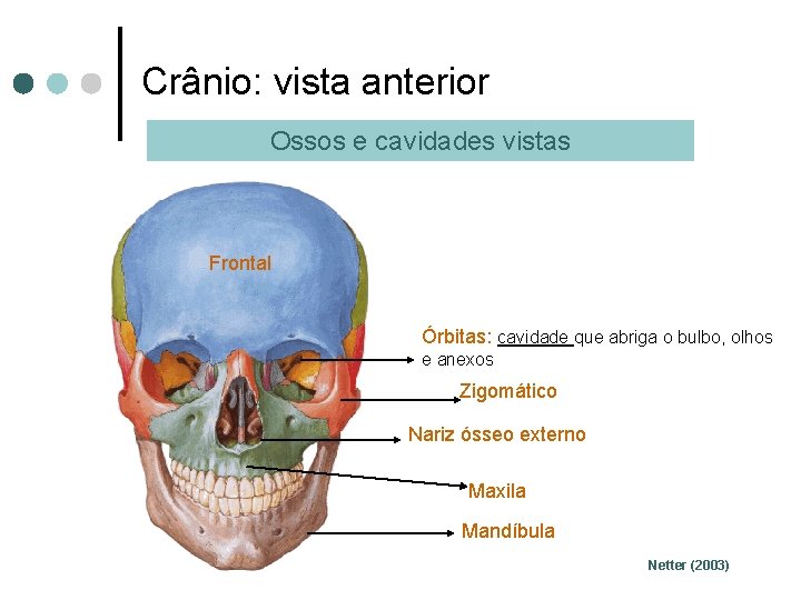 Crânio: vista anterior Ossos e cavidades vistas Frontal Órbitas: cavidade que abriga o bulbo,