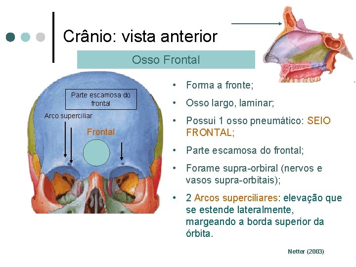 Crânio: vista anterior Osso Frontal • Forma a fronte; Parte escamosa do frontal Arco