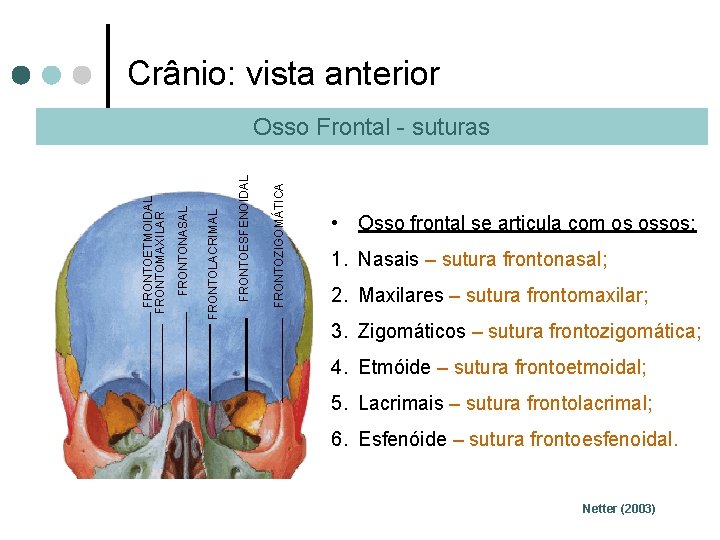 Crânio: vista anterior FRONTOZIGOMÁTICA FRONTOESFENOIDAL FRONTOLACRIMAL FRONTONASAL FRONTOETMOIDAL FRONTOMAXILAR Osso Frontal - suturas •