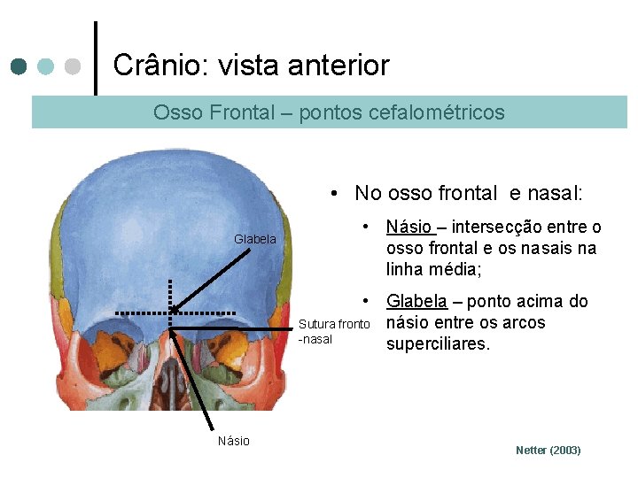 Crânio: vista anterior Osso Frontal – pontos cefalométricos • No osso frontal e nasal: