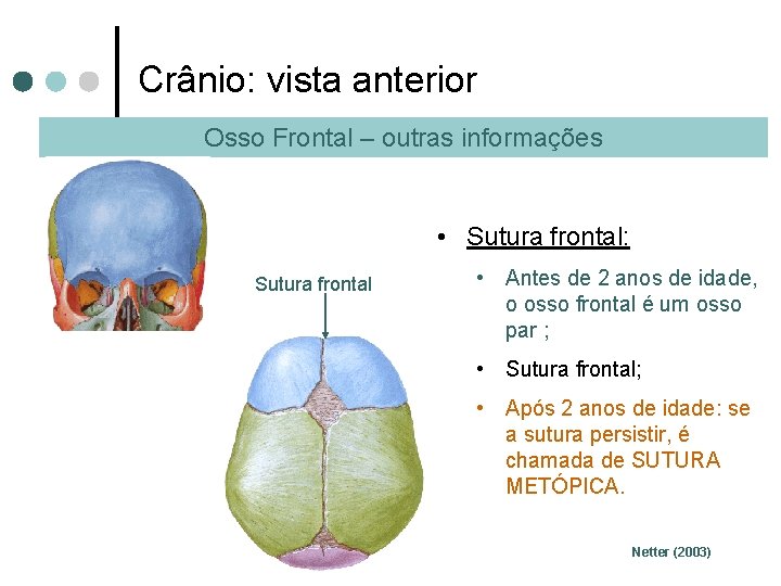 Crânio: vista anterior Osso Frontal – outras informações • Sutura frontal: Sutura frontal •