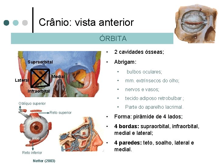 Crânio: vista anterior ÓRBITA Supraorbital • 2 cavidades ósseas; • Abrigam: • Medial Lateral