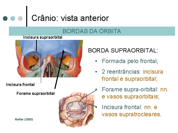 Crânio: vista anterior BORDAS DA ÓRBITA Incisura supraorbital BORDA SUPRAORBITAL: • Formada pelo frontal;