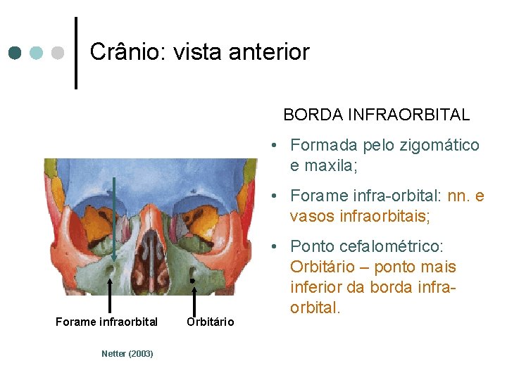 Crânio: vista anterior BORDA INFRAORBITAL • Formada pelo zigomático e maxila; • Forame infra-orbital: