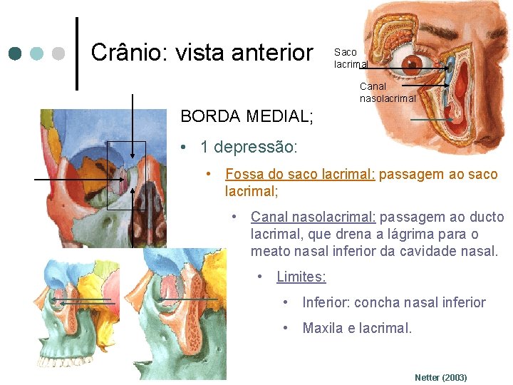 Crânio: vista anterior Saco lacrimal Canal nasolacrimal BORDA MEDIAL; • 1 depressão: • Fossa