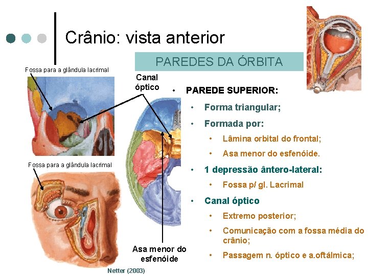 Crânio: vista anterior Fossa para a glândula lacrimal PAREDES DA ÓRBITA Canal óptico •