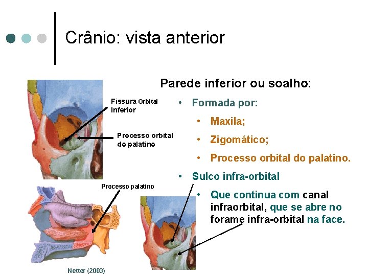Crânio: vista anterior Parede inferior ou soalho: Fissura Orbital Inferior • Formada por: •