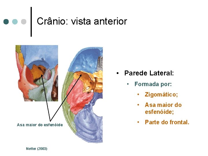 Crânio: vista anterior • Parede Lateral: • Formada por: • Zigomático; • Asa maior