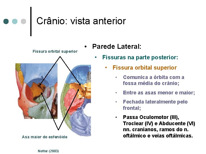 Crânio: vista anterior Fissura orbital superior • Parede Lateral: • Fissuras na parte posterior: