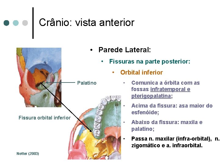 Crânio: vista anterior • Parede Lateral: • Fissuras na parte posterior: • Orbital inferior