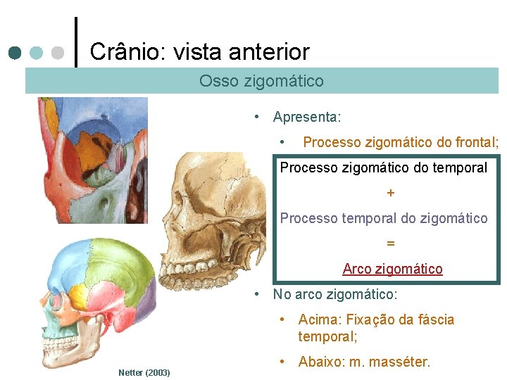 Crânio: vista anterior Osso zigomático • Apresenta: • Processo zigomático do frontal; Processo zigomático