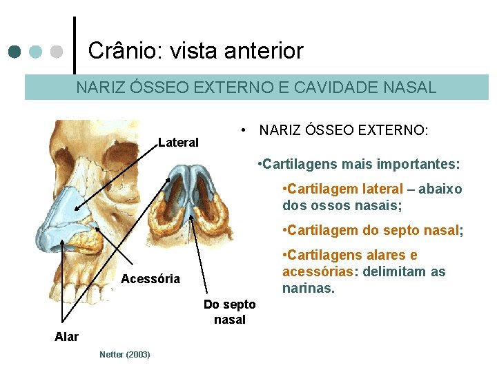 Crânio: vista anterior NARIZ ÓSSEO EXTERNO E CAVIDADE NASAL Lateral • NARIZ ÓSSEO EXTERNO: