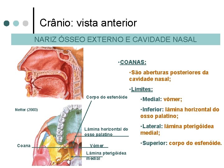 Crânio: vista anterior NARIZ ÓSSEO EXTERNO E CAVIDADE NASAL • COANAS: • São aberturas