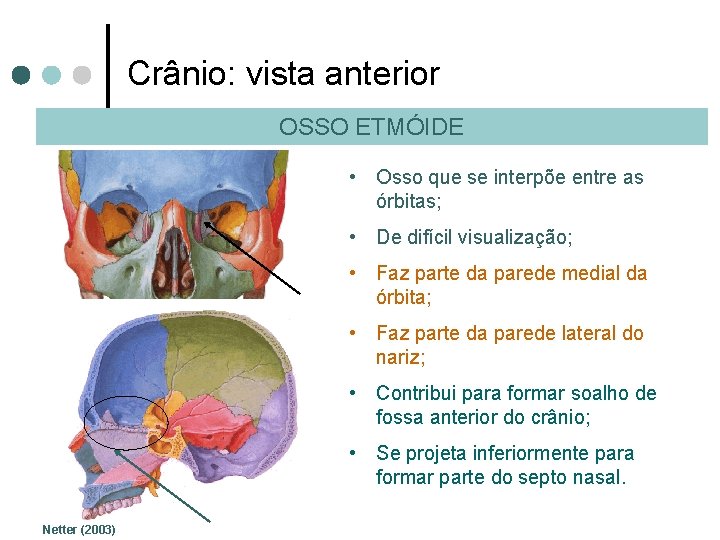 Crânio: vista anterior OSSO ETMÓIDE • Osso que se interpõe entre as órbitas; •