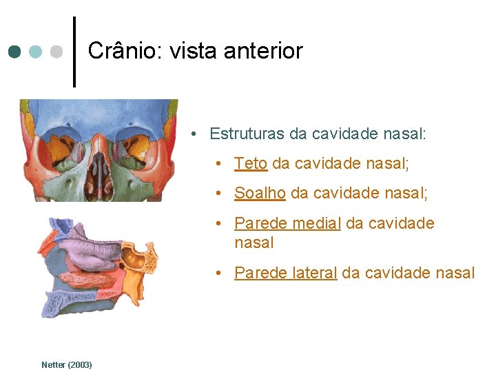 Crânio: vista anterior • Estruturas da cavidade nasal: • Teto da cavidade nasal; •