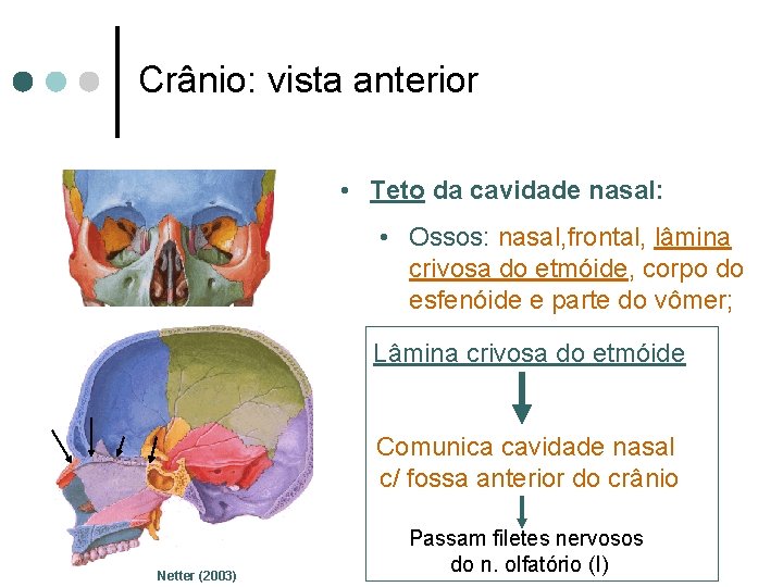 Crânio: vista anterior • Teto da cavidade nasal: • Ossos: nasal, frontal, lâmina crivosa