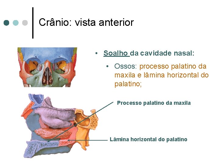 Crânio: vista anterior • Soalho da cavidade nasal: • Ossos: processo palatino da maxila