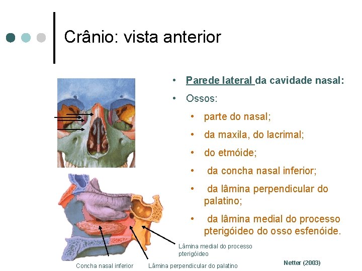 Crânio: vista anterior • Parede lateral da cavidade nasal: • Ossos: • parte do