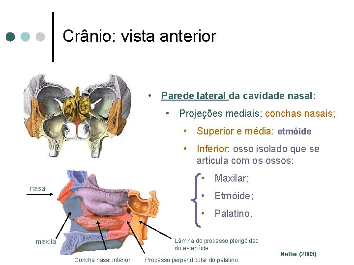 Crânio: vista anterior • Parede lateral da cavidade nasal: • Projeções mediais: conchas nasais;