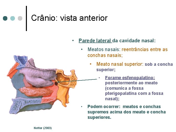 Crânio: vista anterior • Parede lateral da cavidade nasal: • Meatos nasais: reentrâncias entre