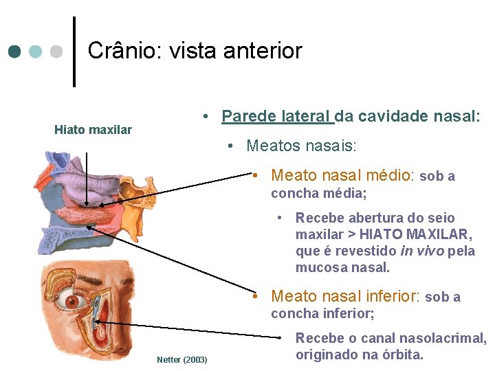 Crânio: vista anterior Hiato maxilar • Parede lateral da cavidade nasal: • Meatos nasais: