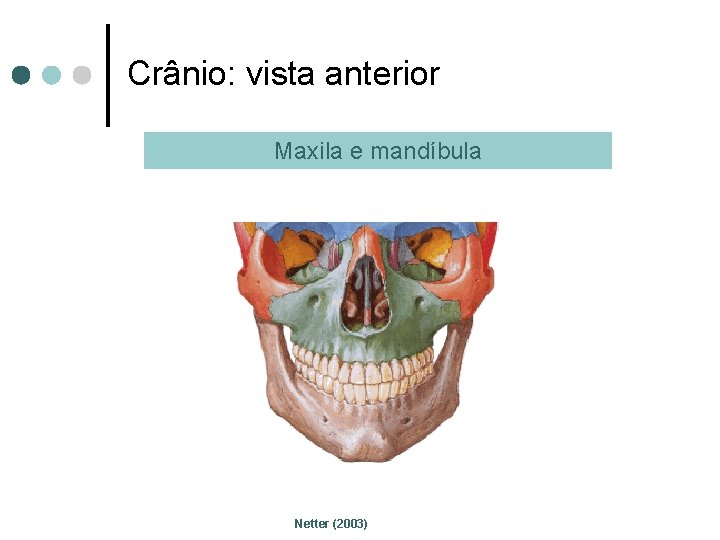 Crânio: vista anterior Maxila e mandíbula Netter (2003) 