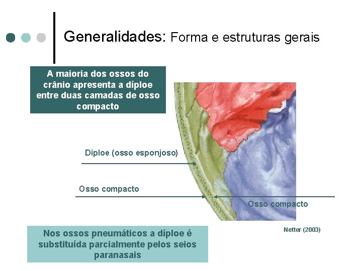 Generalidades: Forma e estruturas gerais A maioria dos ossos do crânio apresenta a díploe