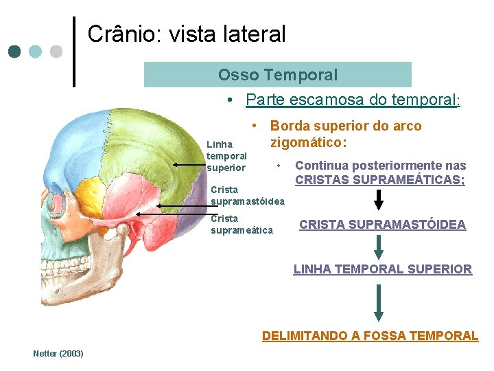 Crânio: vista lateral Osso Temporal • Parte escamosa do temporal: Linha temporal superior •