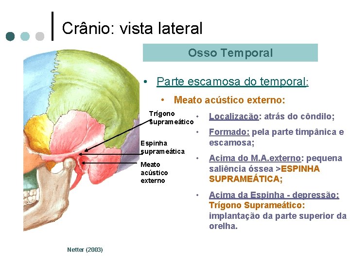 Crânio: vista lateral Osso Temporal • Parte escamosa do temporal: • Meato acústico externo: