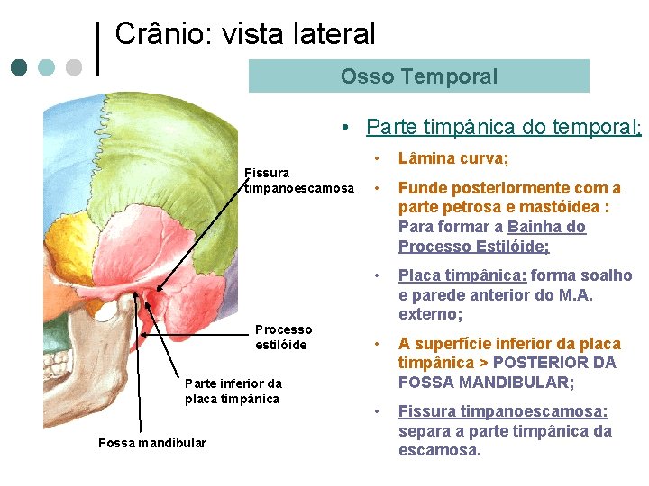 Crânio: vista lateral Osso Temporal • Parte timpânica do temporal: Fissura timpanoescamosa Processo estilóide