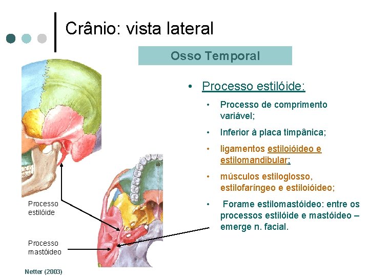 Crânio: vista lateral Osso Temporal • Processo estilóide: Processo estilóide Processo mastóideo Netter (2003)