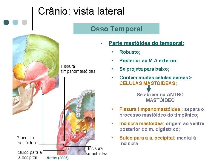 Crânio: vista lateral Osso Temporal • Fissura timpanomastóidea Parte mastóidea do temporal: • Robusto;
