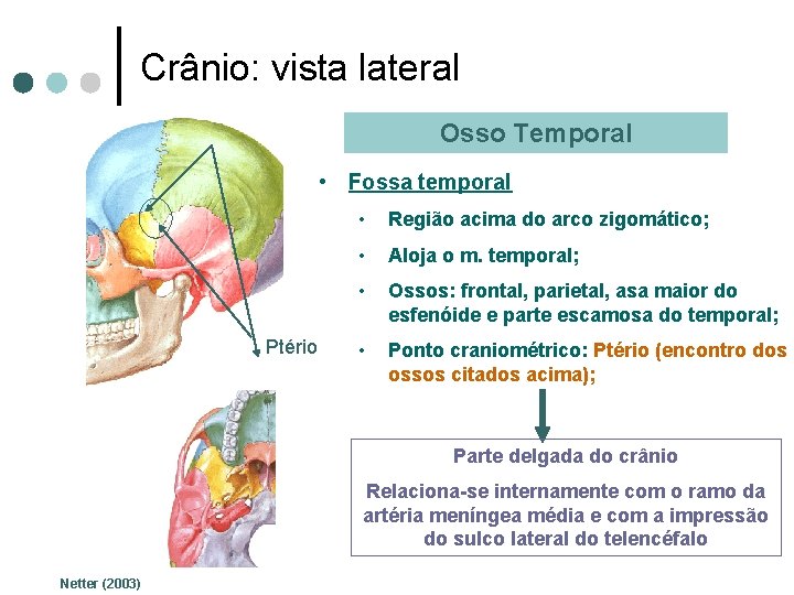 Crânio: vista lateral Osso Temporal • Fossa temporal Ptério • Região acima do arco