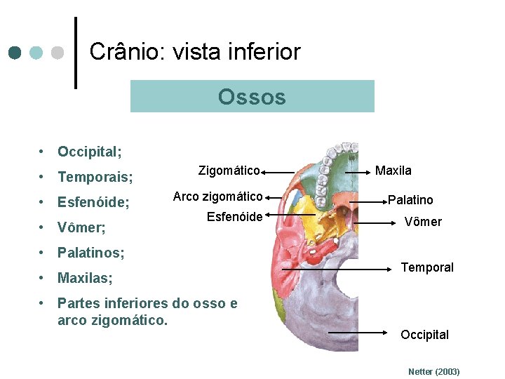 Crânio: vista inferior Ossos • Occipital; • Temporais; • Esfenóide; • Vômer; Zigomático Arco