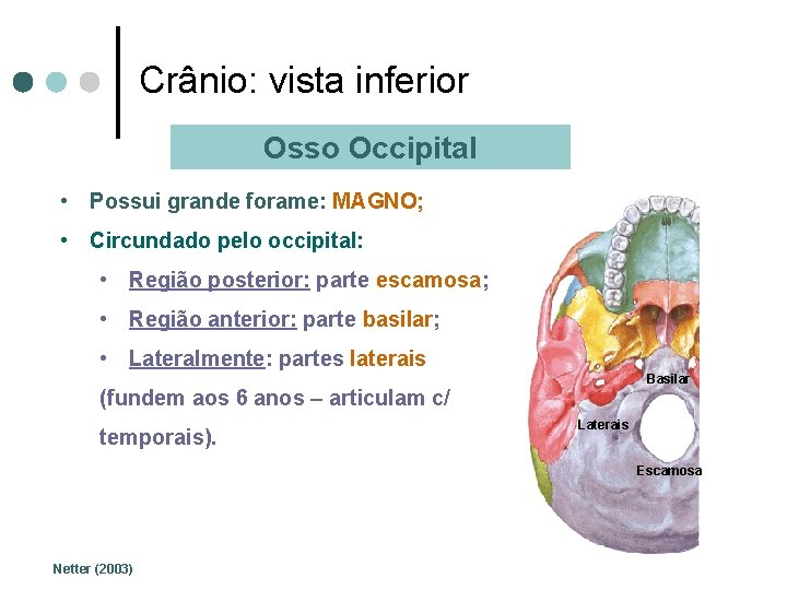 Crânio: vista inferior Osso Occipital • Possui grande forame: MAGNO; • Circundado pelo occipital: