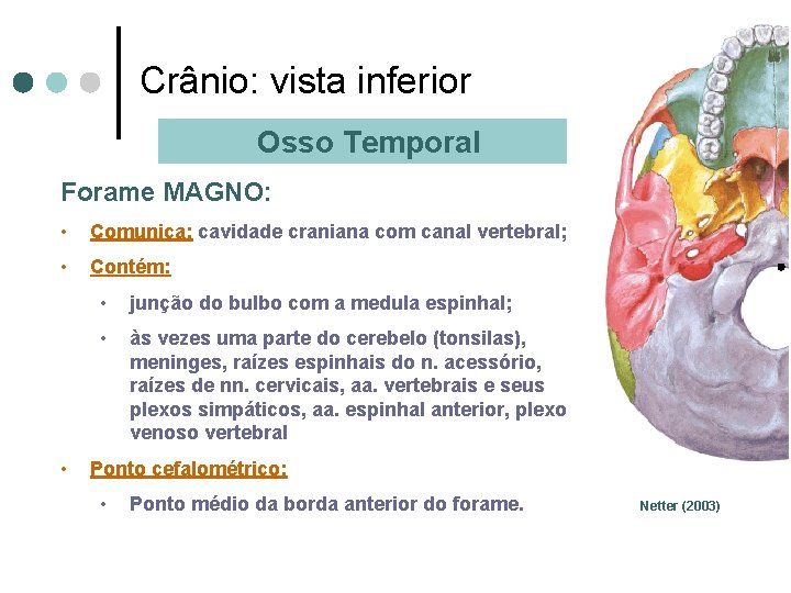 Crânio: vista inferior Osso Temporal Forame MAGNO: • Comunica: cavidade craniana com canal vertebral;