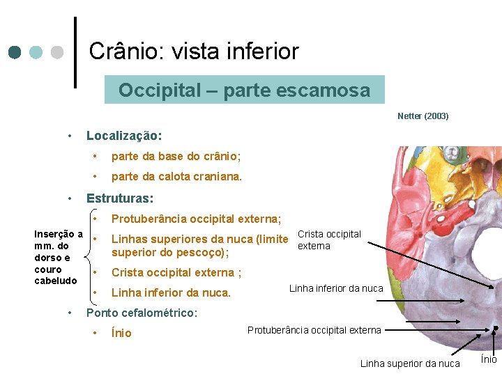 Crânio: vista inferior Occipital – parte escamosa Netter (2003) • • Inserção a mm.