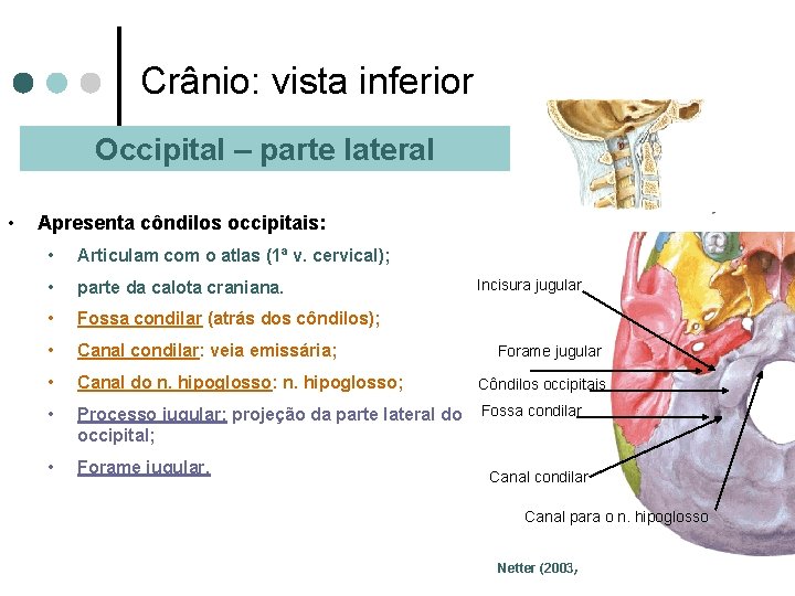 Crânio: vista inferior Occipital – parte lateral • Apresenta côndilos occipitais: • Articulam com