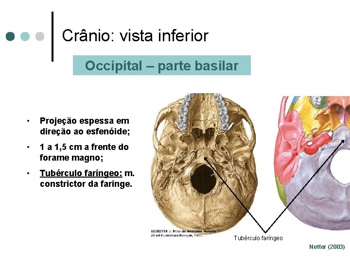 Crânio: vista inferior Occipital – parte basilar • Projeção espessa em direção ao esfenóide;