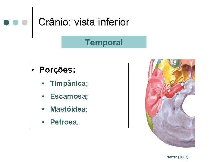 Crânio: vista inferior Temporal • Porções: • Timpânica; • Escamosa; • Mastóidea; • Petrosa.