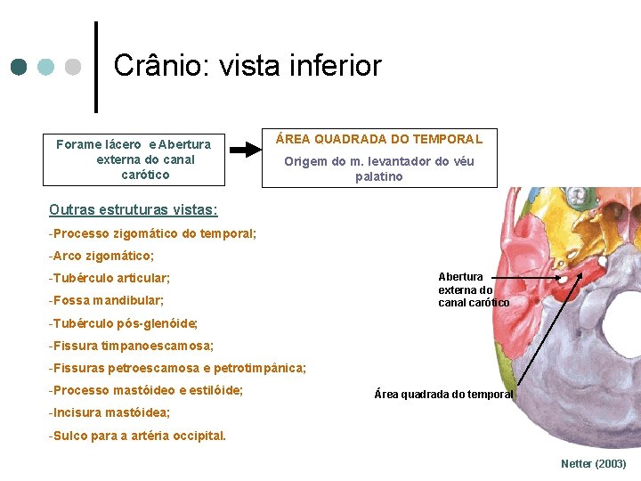 Crânio: vista inferior Forame lácero e Abertura externa do canal carótico ÁREA QUADRADA DO