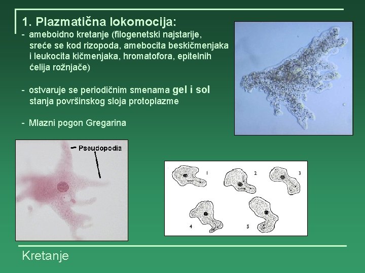 1. Plazmatična lokomocija: - ameboidno kretanje (filogenetski najstarije, sreće se kod rizopoda, amebocita beskičmenjaka