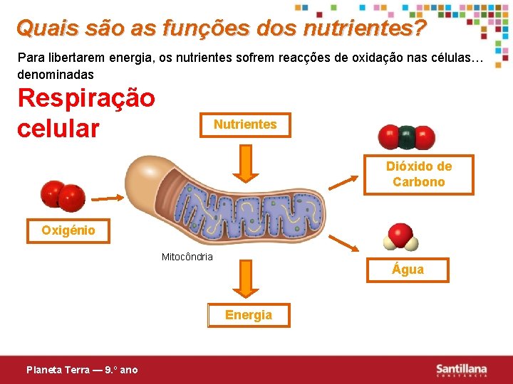 Quais são as funções dos nutrientes? Para libertarem energia, os nutrientes sofrem reacções de